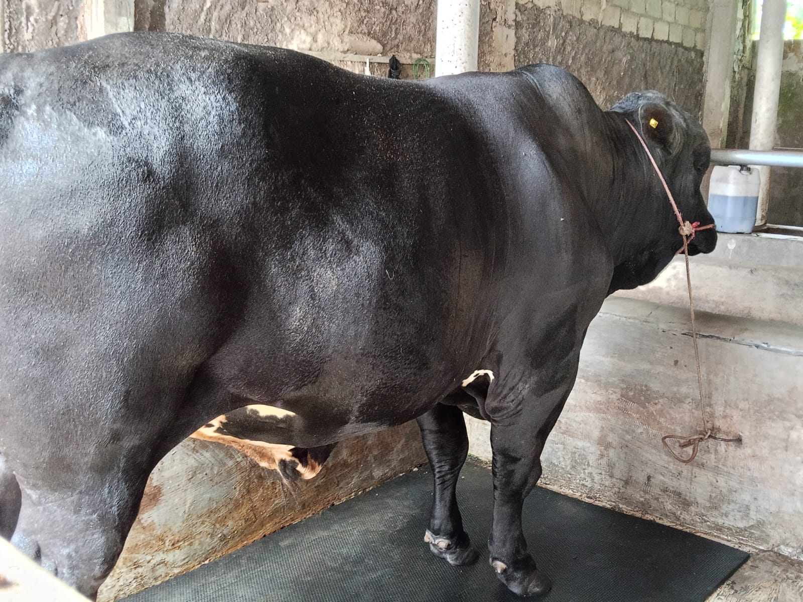 Sapi Qurban 0003