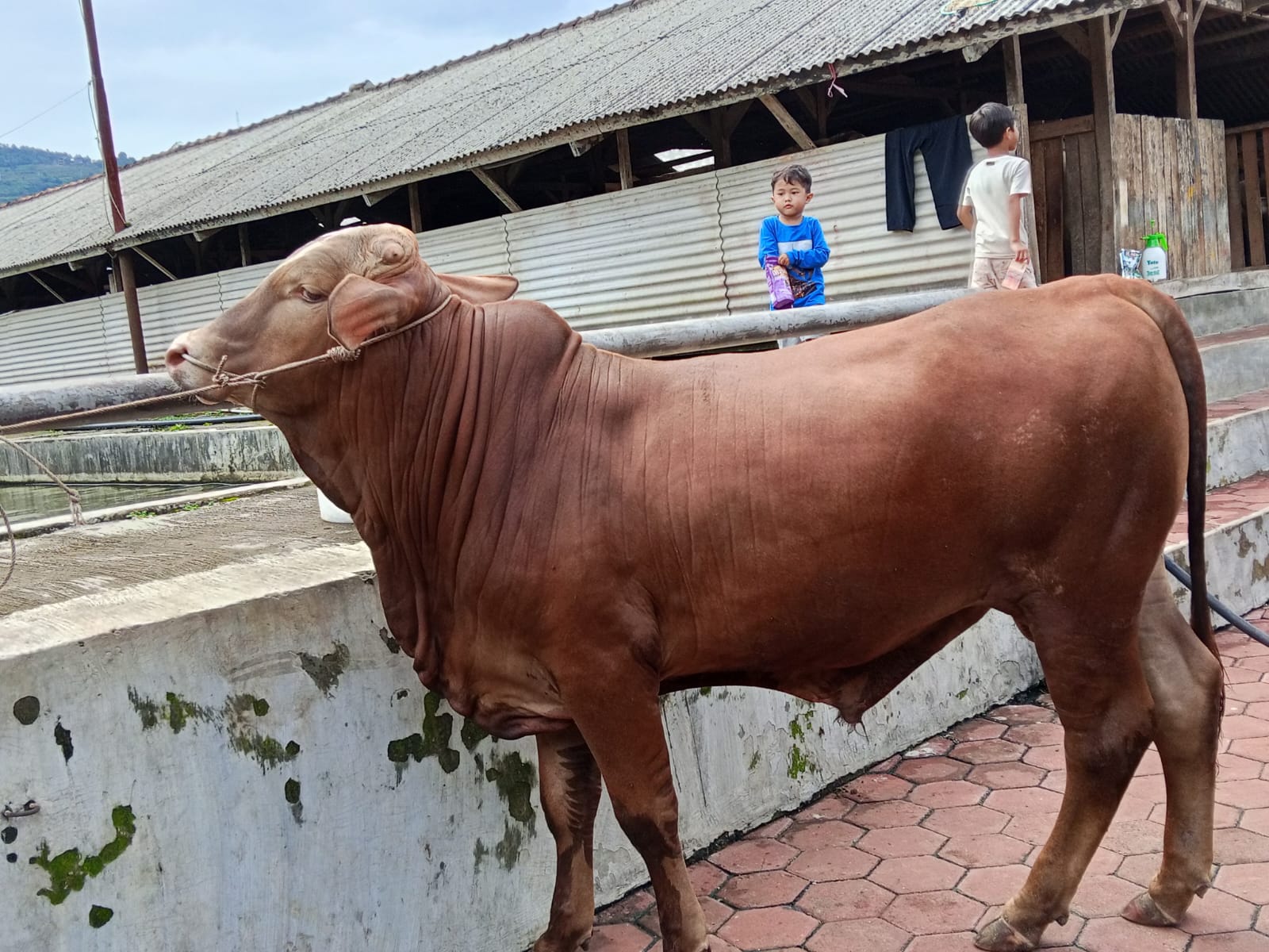 Sapi qurban 0001
